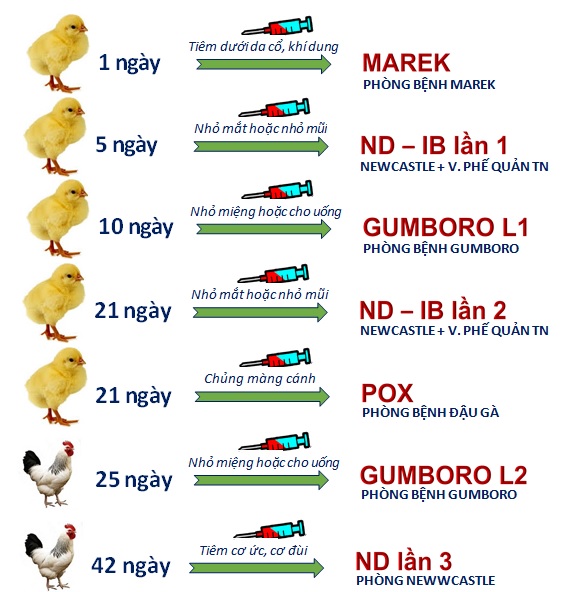 Quy trình tiêm vắc xin cho gà con: Hướng dẫn chi tiết từ A đến Z